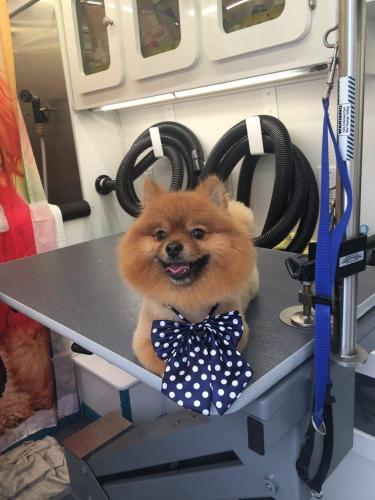 dog-new-4