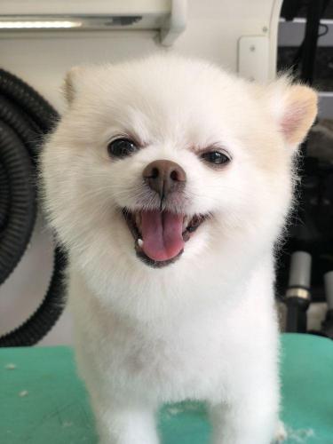 dog-new-6