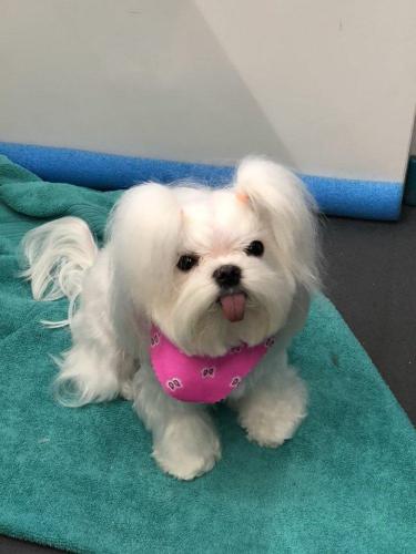dog-new-8
