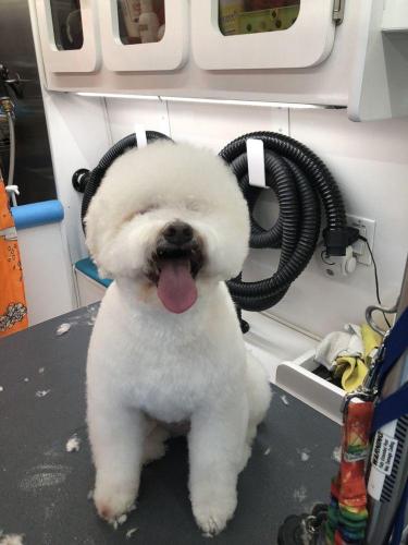 dog-new15