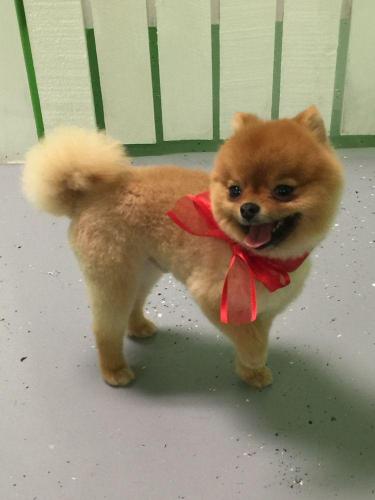 dog1