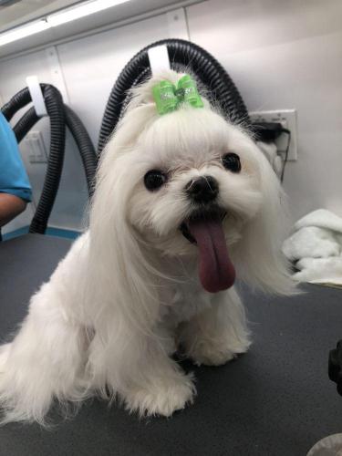 dog10