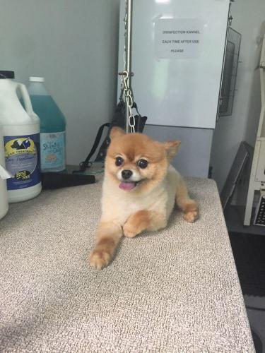 dog11