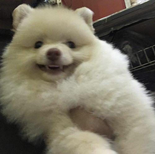 dog12