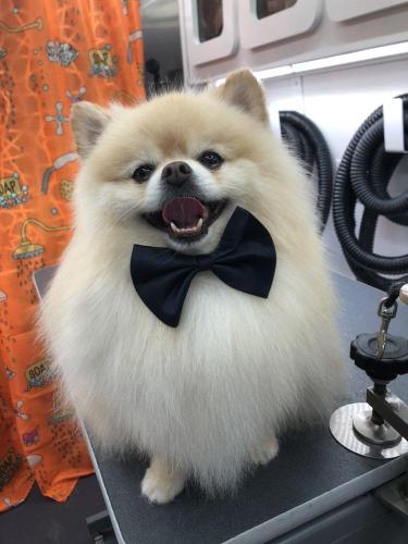 dog14
