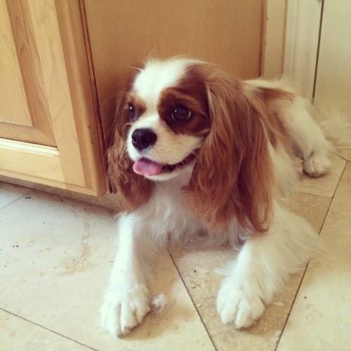 dog3