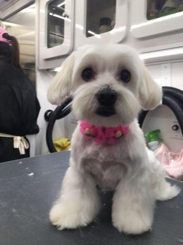 dog4