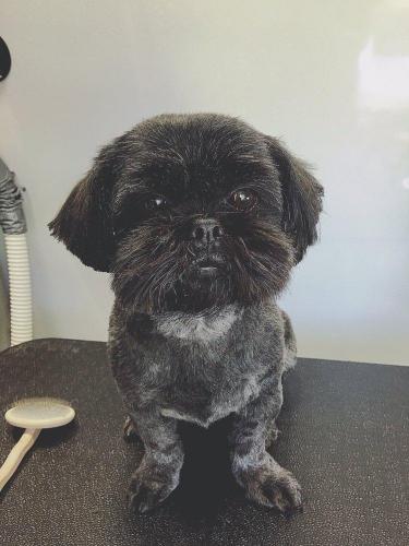 dog5