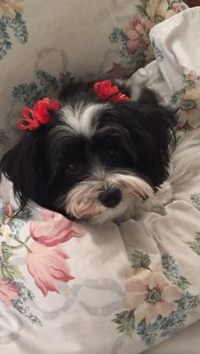 dog6