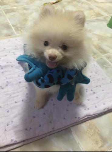 dog7