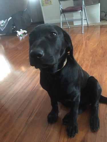 dog8