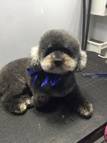 dog9